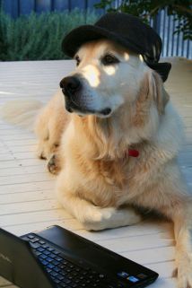 Monty at laptop with Sherlock hat (small)